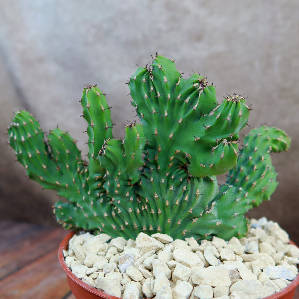 Euphorbia ammak crest