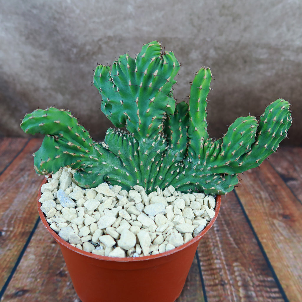 Euphorbia ammak crest