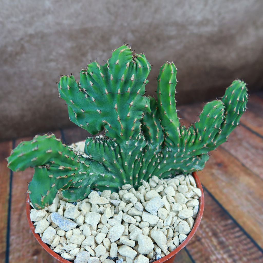 Euphorbia ammak crest