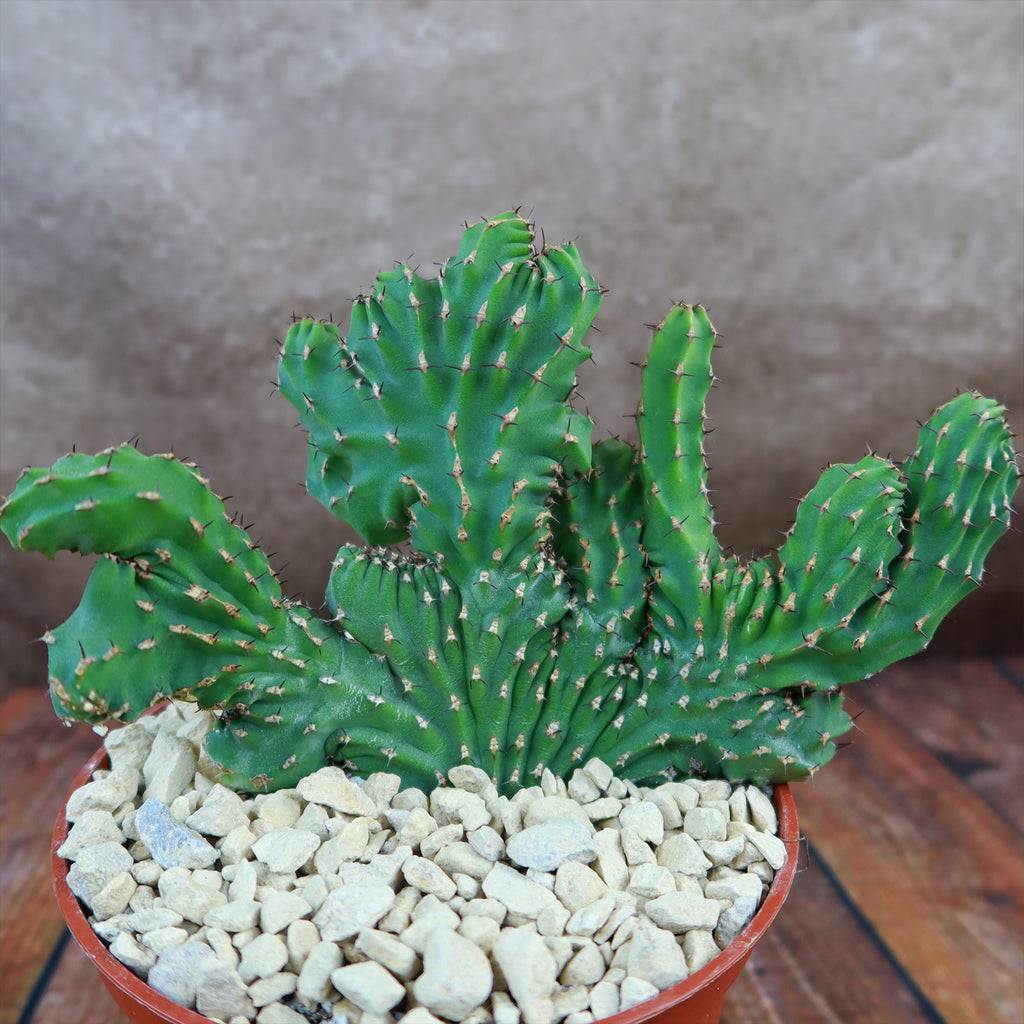 Euphorbia ammak crest
