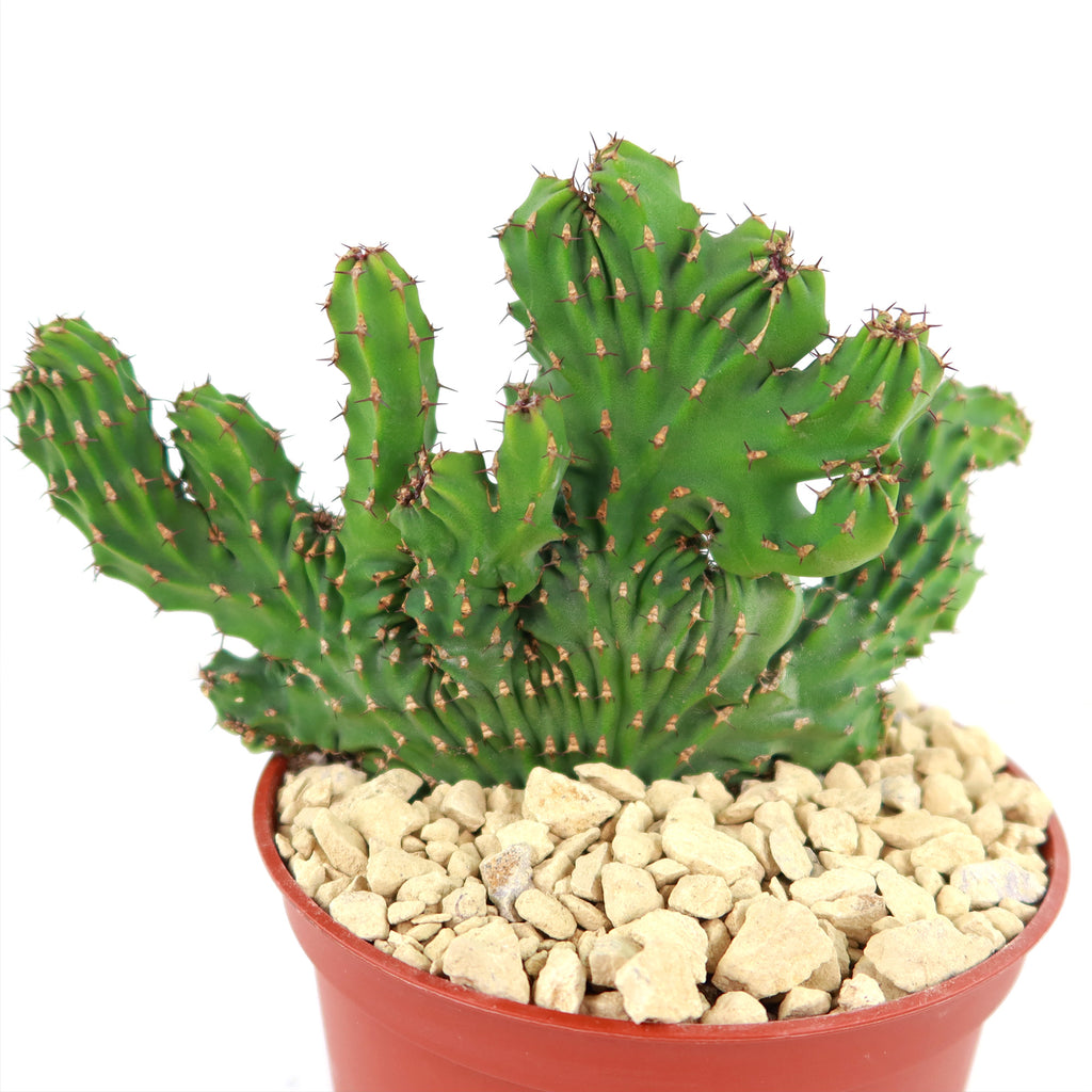 Euphorbia ammak crest