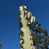 Variegated African Candelabra - Euphorbia ammak variegata