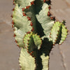 Variegated African Candelabra - Euphorbia ammak variegata