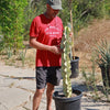 Variegated African Candelabra - Euphorbia ammak variegata