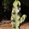 Variegated African Candelabra - Euphorbia ammak variegata