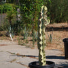 Variegated African Candelabra - Euphorbia ammak variegata