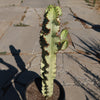 Variegated African Candelabra - Euphorbia ammak variegata