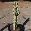 Variegated African Candelabra - Euphorbia ammak variegata