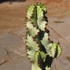 Variegated African Candelabra - Euphorbia ammak variegata