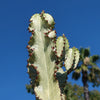 Variegated African Candelabra - Euphorbia ammak variegata