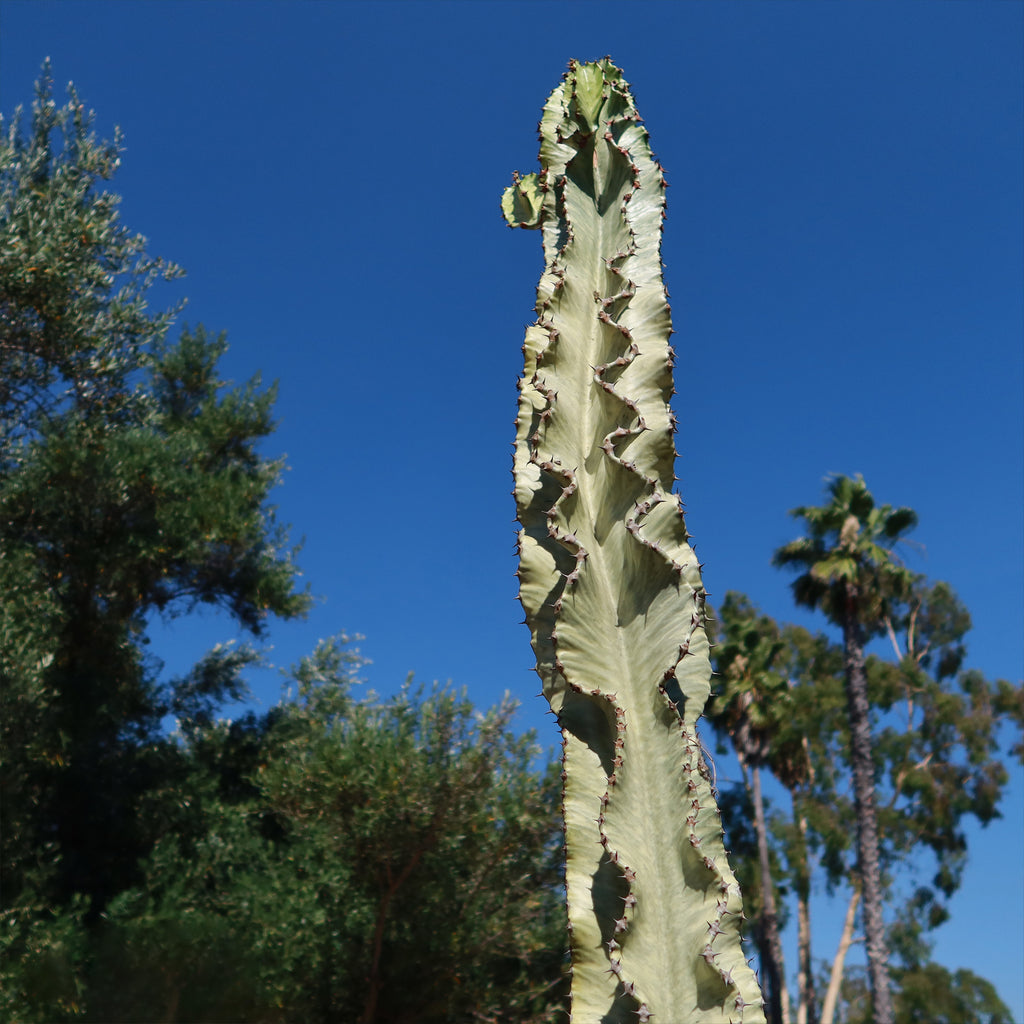 Variegated African Candelabra - Euphorbia ammak variegata