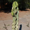 Variegated African Candelabra - Euphorbia ammak variegata