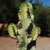 Variegated African Candelabra - Euphorbia ammak variegata