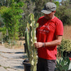 Variegated African Candelabra - Euphorbia ammak variegata