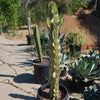 Variegated African Candelabra - Euphorbia ammak variegata