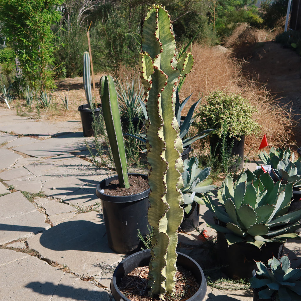 Variegated African Candelabra - Euphorbia ammak variegata