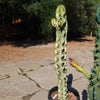 Variegated African Candelabra - Euphorbia ammak variegata