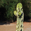 Variegated African Candelabra - Euphorbia ammak variegata