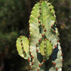 Variegated African Candelabra - Euphorbia ammak variegata