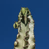 Variegated African Candelabra - Euphorbia ammak variegata