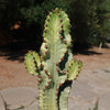 Variegated African Candelabra - Euphorbia ammak variegata