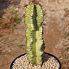 Variegated African Candelabra - Euphorbia ammak variegata