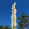 Variegated African Candelabra - Euphorbia ammak variegata