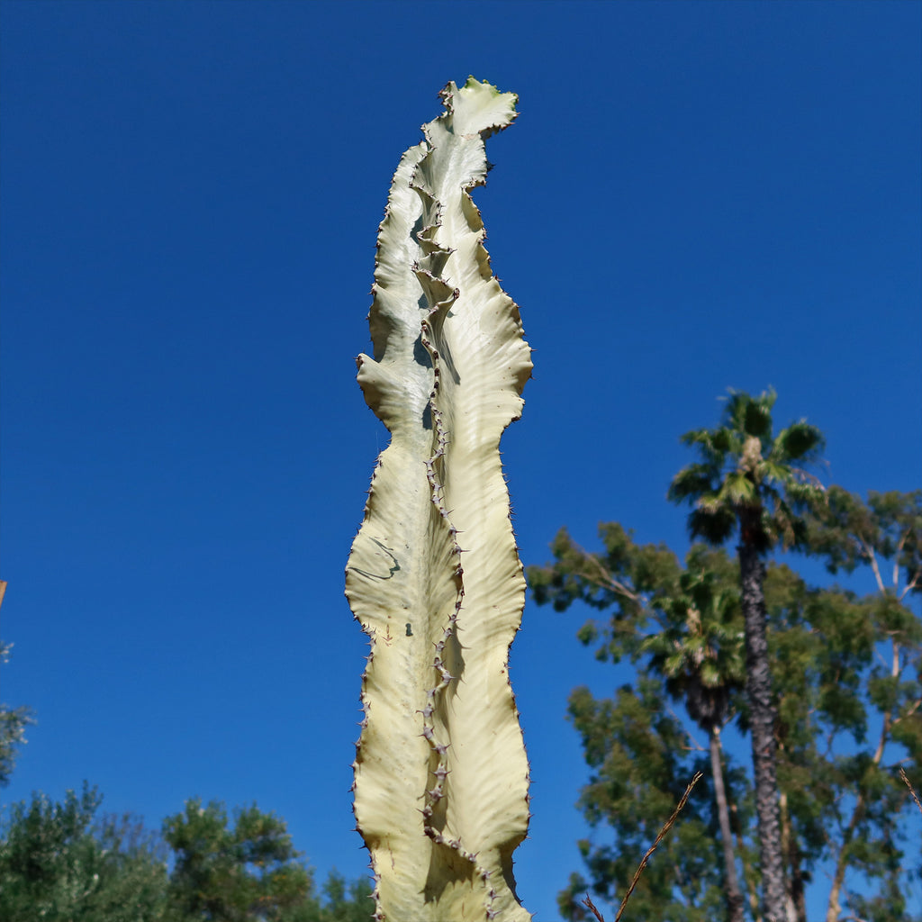 Variegated African Candelabra - Euphorbia ammak variegata
