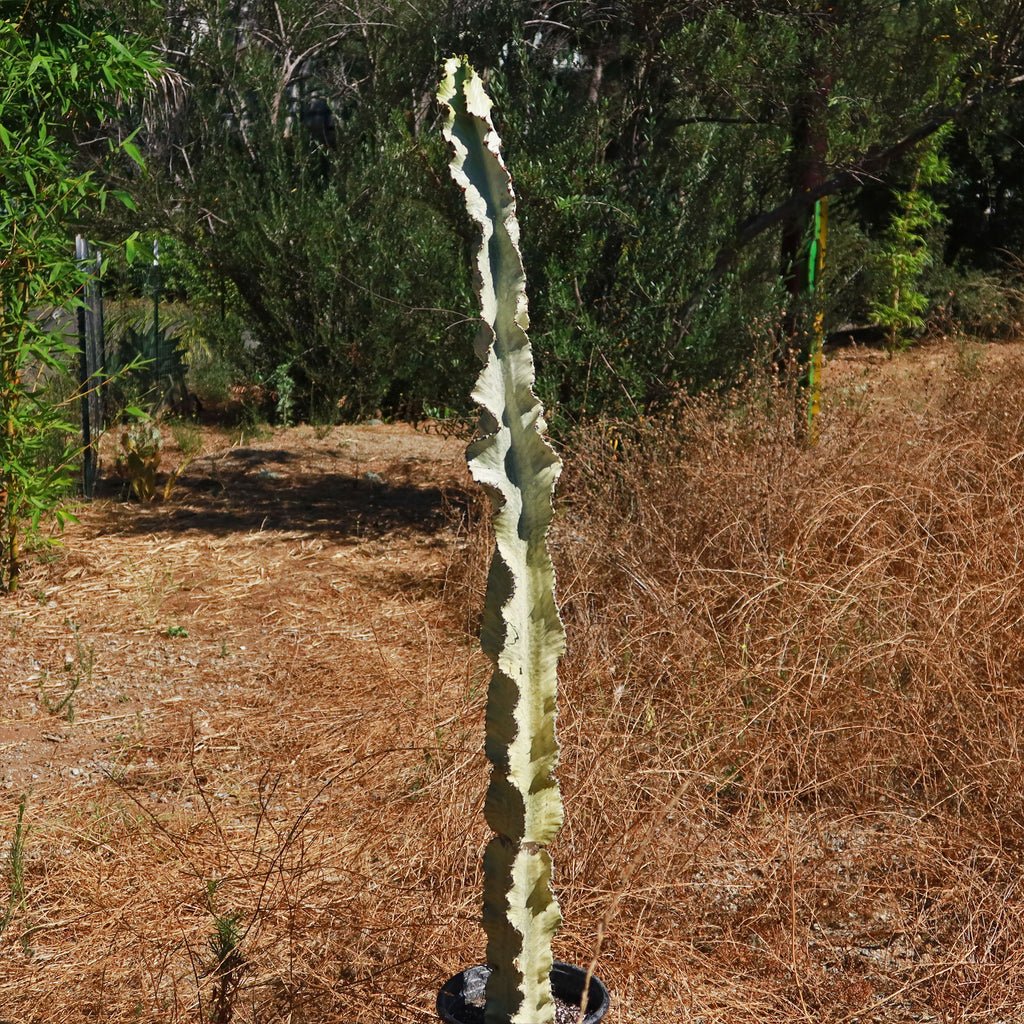 Variegated African Candelabra - Euphorbia ammak variegata