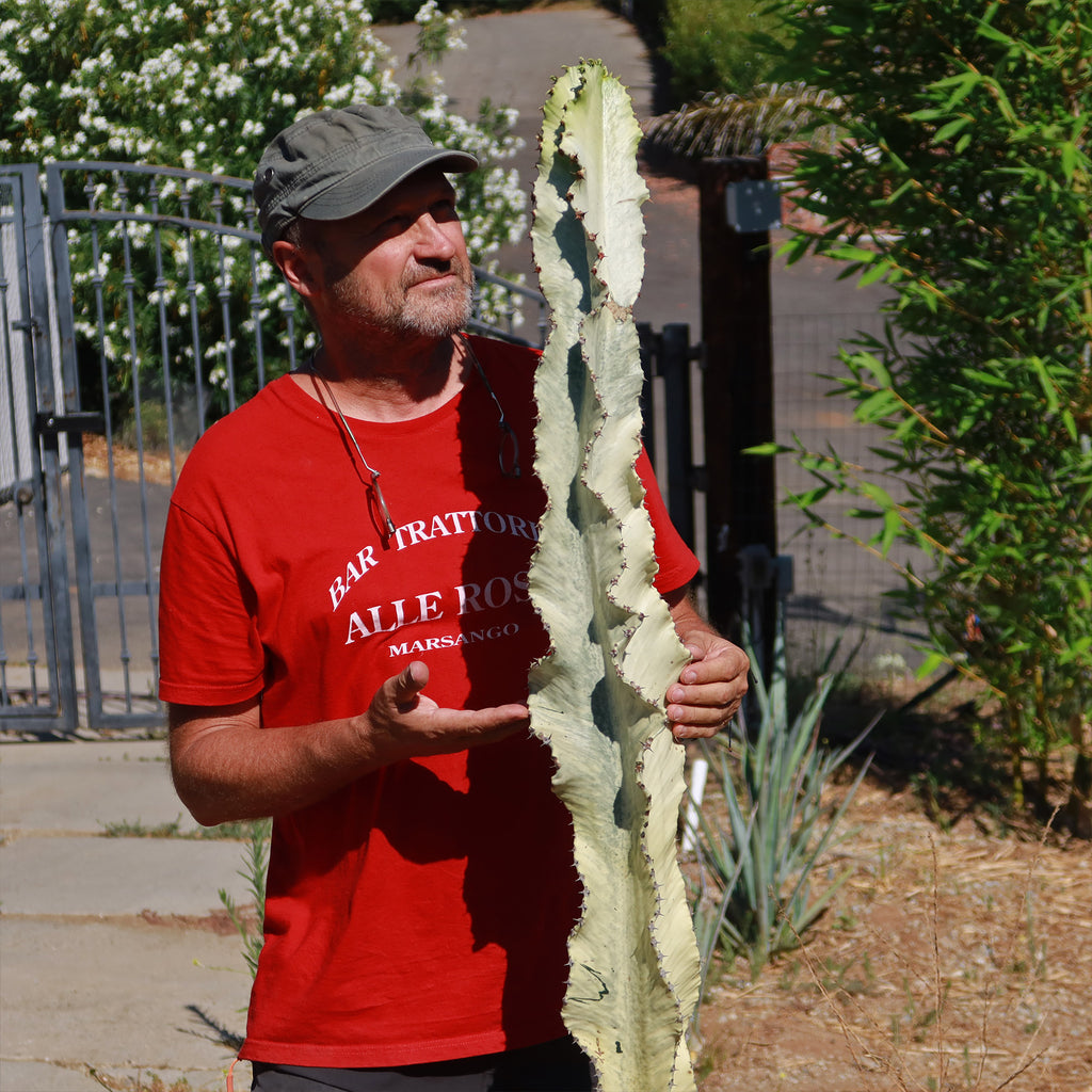 Variegated African Candelabra - Euphorbia ammak variegata