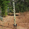 Variegated African Candelabra - Euphorbia ammak variegata