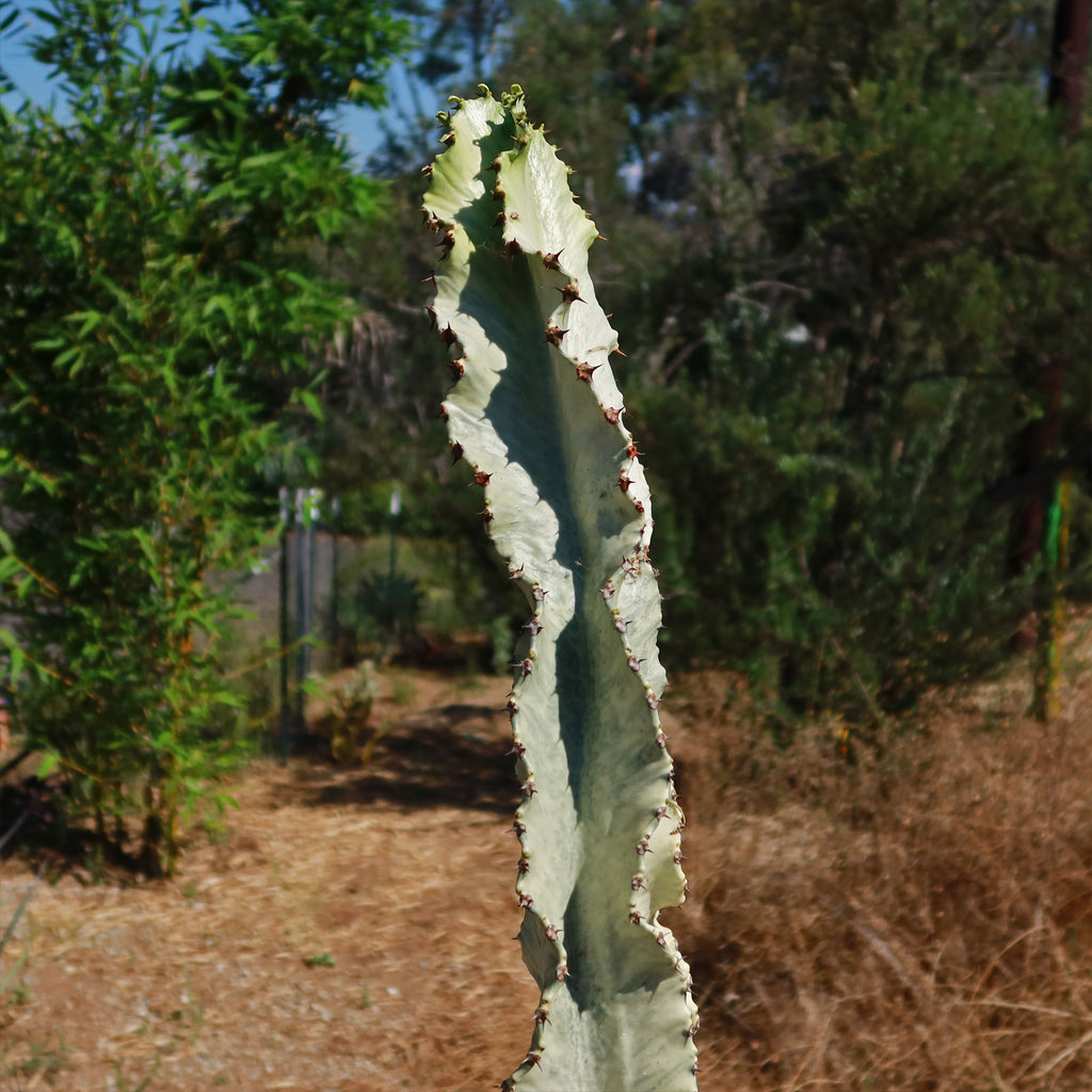Variegated African Candelabra - Euphorbia ammak variegata