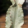 Variegated African Candelabra - Euphorbia ammak variegata