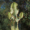 Variegated African Candelabra - Euphorbia ammak variegata