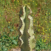 Variegated African Candelabra - Euphorbia ammak variegata