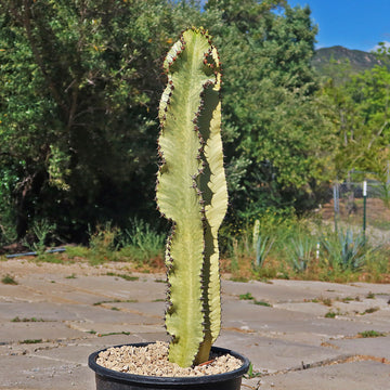 euphorbia abyssinica variegata Variegated African Candelabra