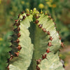 Variegated African Candelabra - Euphorbia ammak variegata