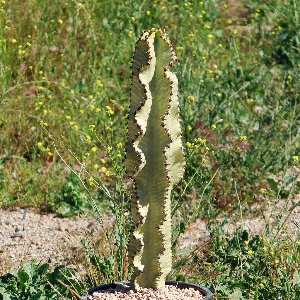 Variegated African Candelabra - Euphorbia ammak variegata
