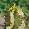 Variegated African Candelabra - Euphorbia ammak variegata