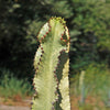 Variegated African Candelabra - Euphorbia ammak variegata