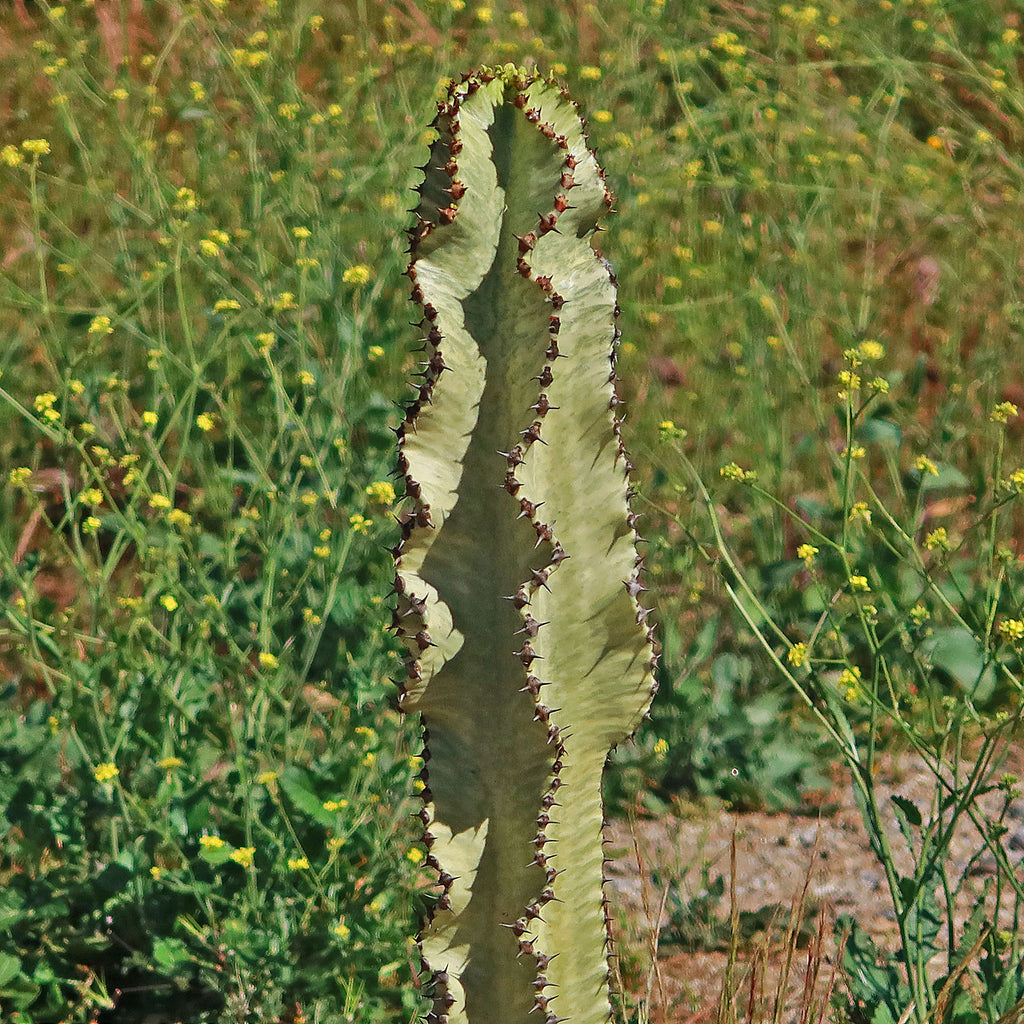 Variegated African Candelabra - Euphorbia ammak variegata