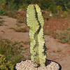 Variegated African Candelabra - Euphorbia ammak variegata