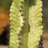 Variegated African Candelabra - Euphorbia ammak variegata