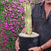 Variegated African Candelabra - Euphorbia ammak variegata