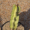 Variegated African Candelabra - Euphorbia ammak variegata