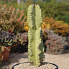 Variegated African Candelabra - Euphorbia ammak variegata