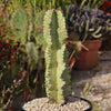 Variegated African Candelabra - Euphorbia ammak variegata