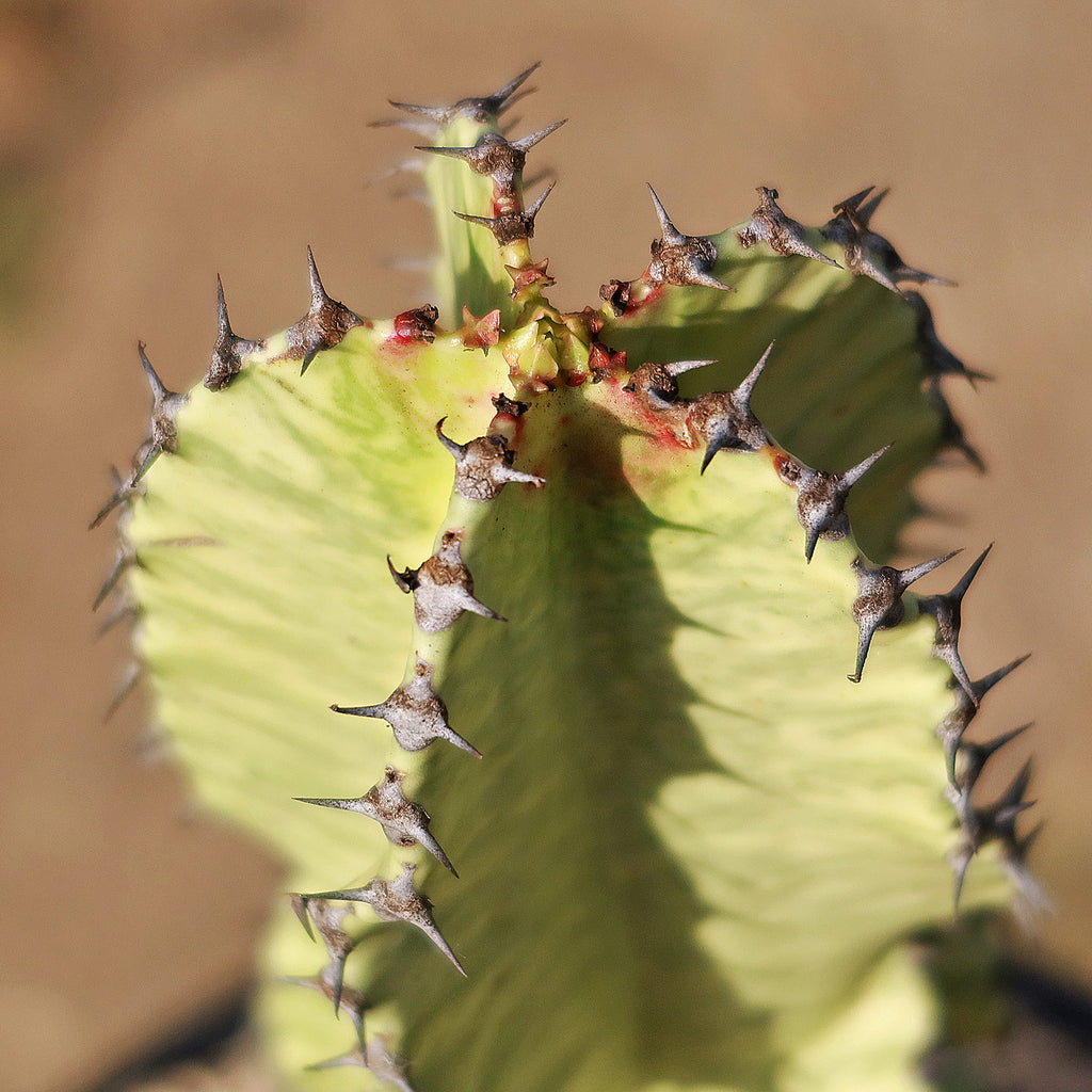 Variegated African Candelabra - Euphorbia ammak variegata