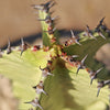 Variegated African Candelabra - Euphorbia ammak variegata