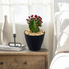 Euphorbia anoplia tanzania zipper plant